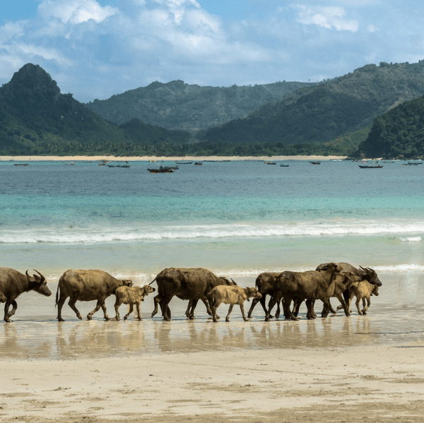 Beach in Lombok around a camping and glamping site.
